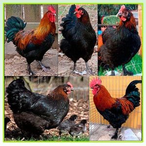 Black-Copper-Marans-Medno-chernyj-Maran