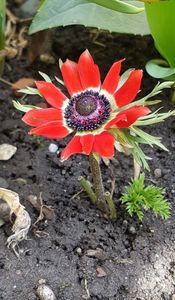 Anemone; A fost o surpria sa gasesc floricica rosie! Am si uitat ca le-am plantat in toamna...cred ca o parte le-am smuls crezand ca sunt buruieni :(
