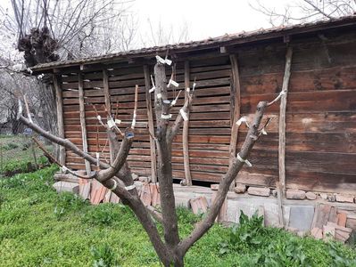 Realtoire cais Carmela cu trei soiuri