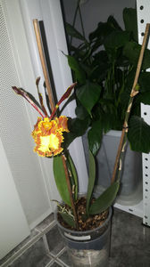 psychopsis papilio mariposa GV; Welcome back my flamenco dancer!
