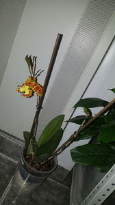 psychopsis papilio mariposa GV