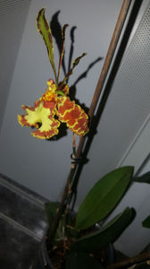 psychopsis papilio mariposa GV