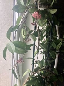 Hoya carnosa; 2021
