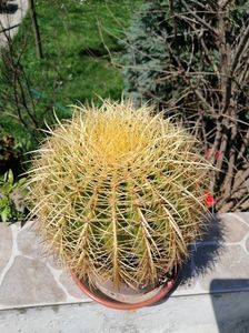 Echinocactus Grusonii - Golden barrel cactus
