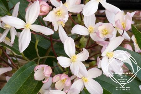 Clematis Armandii v. verde Apple Blossom1