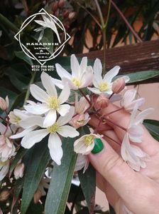 Clematis Armandii vesnic verde Apple Blossom5
