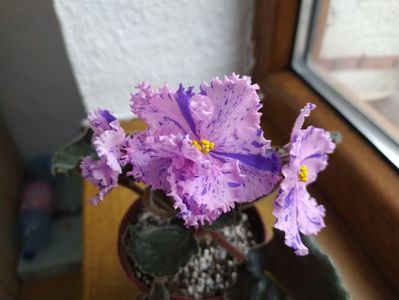 februarie 2021
