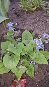 brunnera macrophylla(nu-ma-uita peren)