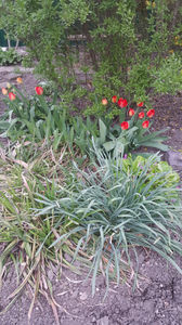 tulipa candy