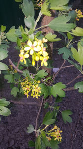 ribes aureum