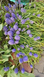 Muscari Blue sky