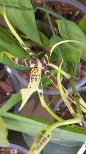 brassia "toscane"