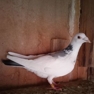 Femela 20-333