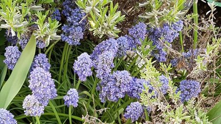 Muscari Blue sky