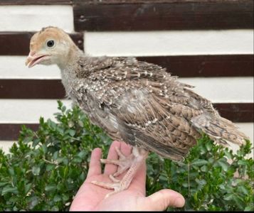 Deutsche puten rotfluegel