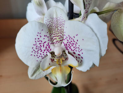 orhidee 33 Kaufland Dej mar 2021