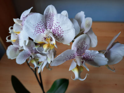 orhidee 33 Kaufland Dej mar 2021