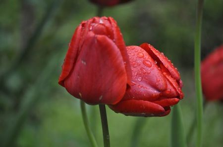 _DSC0539