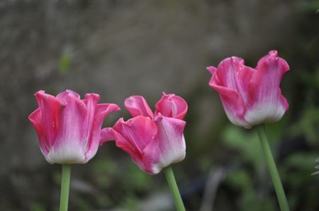 _DSC0556