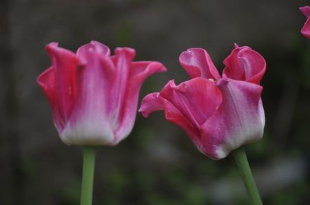 _DSC0557