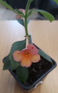 2021 - floricica simpla