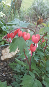 lamprocapnos spectabilis "valentine"