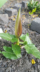 arum maculatum(specie botanica ptotejata)