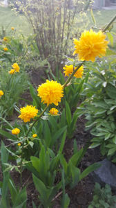 kerria japonica pleniflora