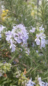 rosmarinus officinalis