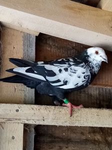 mascul-2020; tardiv din pietraine și meulemans.

