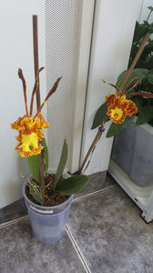 psychopsis papilio mariposa GV