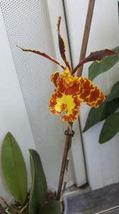 psychopsis papilio mariposa GV