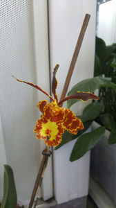 psychopsis papilio mariposa GV