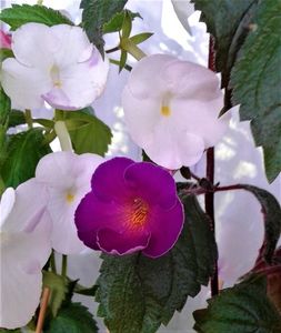 20210505_155025-1; Frumoasa mea Gabriela ,fata in fata cu Ingerul Himalayei:))))))))
