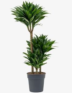 DRACAENA FRAGRANS 'COMPACTA'