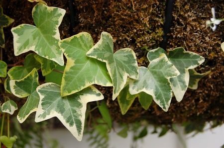 hedera-helix-scaled