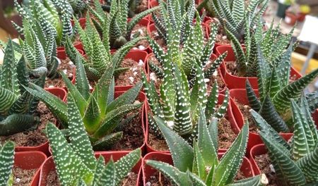 Haworthia