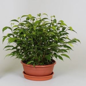 FICUS BENJAMINA 'NATASJA'