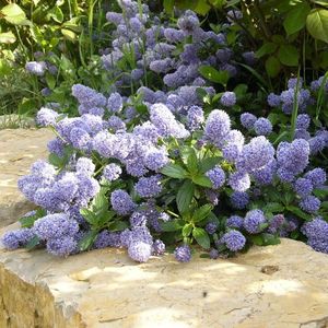 ceanothus-thyrsiflorus-repens