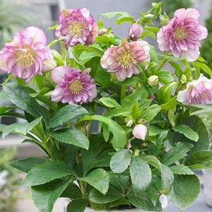 spanz-helleborus-double-ellen-pink-