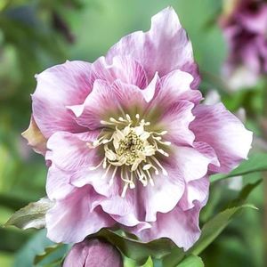 spnz-helleborus-double-pink_0