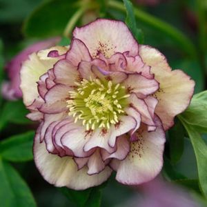 spnz-helleborus-double-ellen-picotee_0