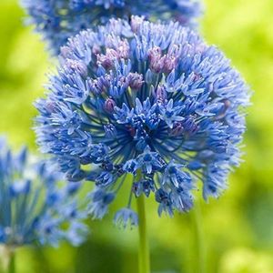 allium-azureum 2