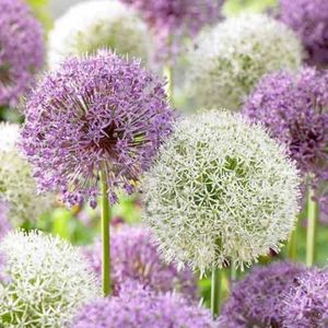 allium