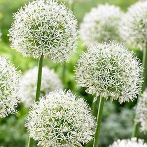 allium-mount-everest 2
