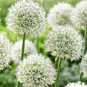 allium-mount-everest 2