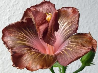 5c
