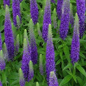 Veronica spicata