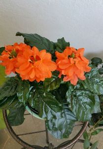 Crossandra