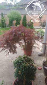 acer1